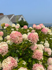 Pink and white hydrangeas bloom vibrantly in a lush garden, set against a charming coastal cottage, calm ocean waters, and a bright blue sky, creating a serene seaside atmosphere.