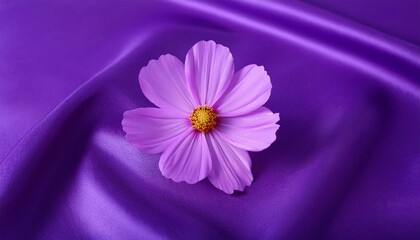 Obraz premium Purple Cosmos Flower on a Draped Soft Purple Silk Fabric