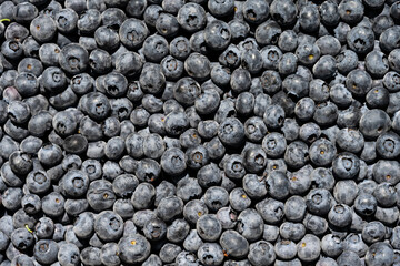 Bountiful harvest, ripe juicy Duke Variety blueberries as a delicious raw food background, natures nutritious berries filled with antioxidants and other goodness fresh picked
