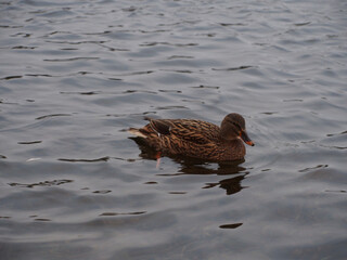 Female mallard (anas platyrhynchos) swimming in the pond in the Rheinaue park in Bonn, Germany