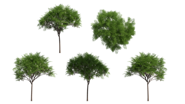 honey locust tree isolated on transparant background. 3d illustration