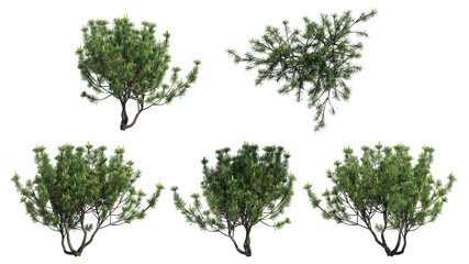 swiss bushes isolate on transparant background. 3d illustration