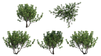 swiss bushes isolate on transparant background. 3d illustration