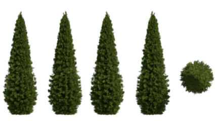 white cedar tree isolated on transparant background. 3d illustration
