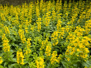 Vibrant Yellow Blossoms in a Dense Field of Lush Greenery Creating a Stunning Floral Display on a Bright Day
