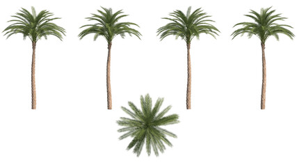date palm isolated on transparant background. 3d illustration