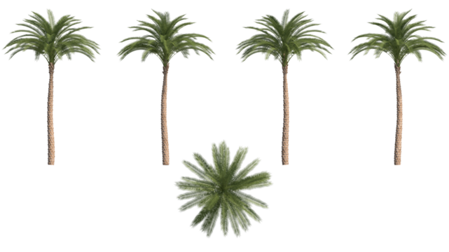 date palm isolated on transparant background. 3d illustration
