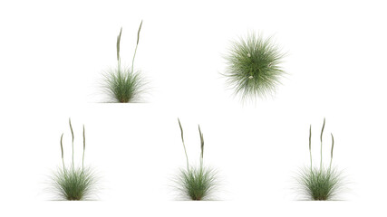 grass tree  isolate on transparant background. 3d illustration