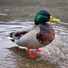 冬になるとロシア東部極東などから渡来する冬鳥食性が植物食が主な雑種で主に穀物や水草の葉や茎植物の種子貝などを食べます魚やカエルなどの両生類なども主食ではないが食べます全長59㎝オスは体が上下面とも淡褐色頭は緑胸は栗褐色くちばしは黄色鬼は短いですが黒色のカールしている