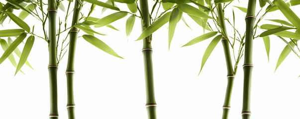 Serene Bamboo Stalks with Lush Green Foliage, Isolated on White Background.  Peaceful Nature's Beauty.