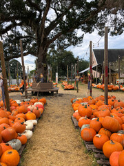 A festive pumpkin patch with rows of bright orange and white pumpkins on wooden pallets, surrounded by rustic decorations, string lights, and a large tree, set against a cozy outdoor backdrop.