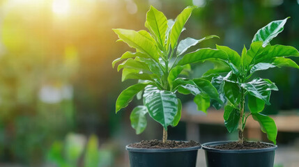 Healthy coffee tree seedlings in eco friendly pots basking in sunlight