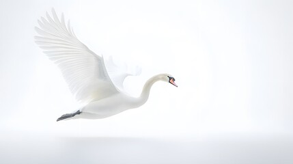 Obraz premium 1. A graceful white swan gliding across a pristine white background
