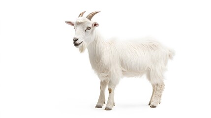 Obraz premium 31. A white pygmy goat standing in a playful pose on a white background