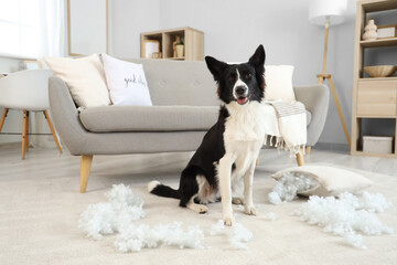 Naughty Border Collie dog with scattered pillow filling on floor at home
