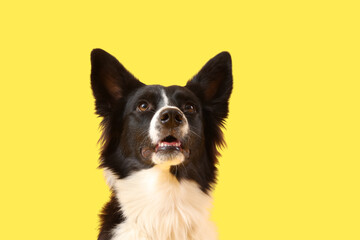 Cute Border Collie dog on yellow background, closeup