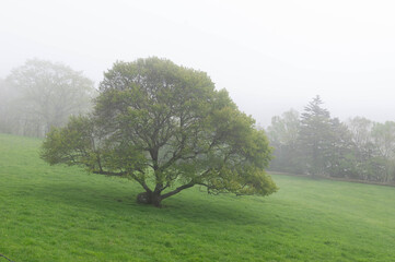 霧に覆われた県立八ヶ岳牧場に立つ花の終わったヤマナシ(アオナシ)