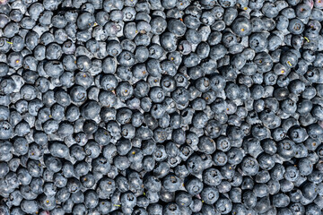 Bountiful harvest, ripe juicy Duke Variety blueberries as a delicious raw food background, natures nutritious berries filled with antioxidants and other goodness fresh picked
