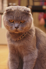 A Regal Gray Cat with a Charming and Captivating Expression on its face