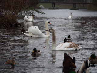 Fototapeta premium Mute swans (Cygnus olor) and mallards (anas platyrhynchos) swimming on the pond in the Rheinaue park in Bonn, Germany