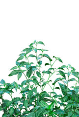 green chili plants on a background, red chili tree, chili tree frame, a green chili tree leaf, red chili pepper, green chili, chili plant, spicy, green chili tree on background