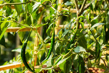 Indoor Green Chili Plant in Decorative Pot on Window