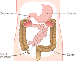 大腸・小腸・胃・十二指腸・胃腸