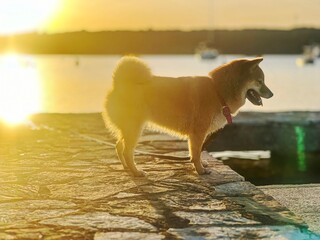 Adorable red Shiba Inu dog joyfully walking along the shore at sunset, with waves gently crashing nearby. High-quality, pet-friendly image perfect for nature, beach, or lifestyle projects. Copy space.