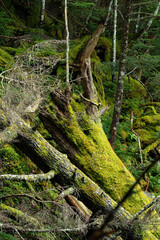 北八ヶ岳の苔むした亜高山の風倒木