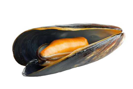 Open Mussel Shell Isolated on PNG Transparent Background