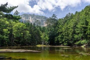 夏の日差しが照りつけるみどり池と樹林越しに見る天狗岳