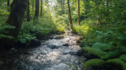 Forest stream with sunlight.