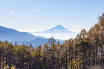 黄葉が始まったカラマツ林越しに望む朝靄たなびく富士山