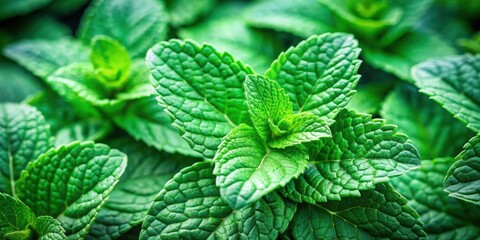 Close-up shot of vibrant and fresh mint leaves, mint, herb, green, freshness, close-up, macro, organic, garden, leaves
