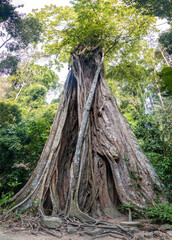 A thousand year old tree in a tropical forest, Thailand