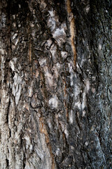 Tree bark texture background for wallpaper with seamless pattern