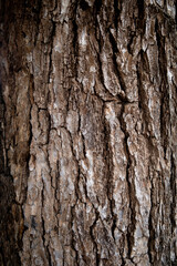 Tree bark texture background for wallpaper with seamless pattern