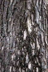 Tree bark texture background for wallpaper with seamless pattern