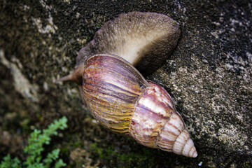 Brown snail crawling on a concrete wall