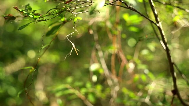 Green forest background, a leaf spins in the breeze with out of focus forest foliage in the background.