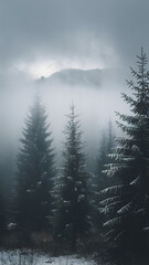 Misty forest landscape with evergreen trees and foggy atmosphere.