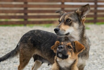 One big dog and one puppy walking together. High quality photo