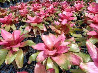 line up of red plant