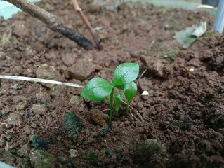 plant in soil