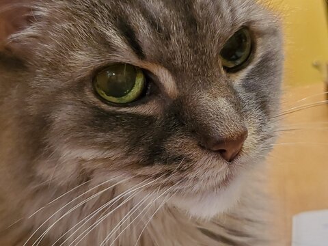 An Indonesian domestic cat with a sleek coat and playful personality, lounging in a sunny spot. Perfect for pet photography, showcasing the charm and beauty of local feline companions at home.
