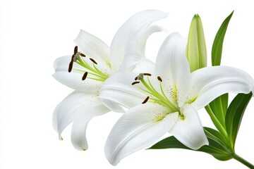 Obraz premium Elegant White Lilies on Bright Background for Floral Decor
