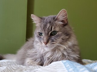 An Indonesian domestic cat with a sleek coat and playful personality, lounging in a sunny spot. Perfect for pet photography, showcasing the charm and beauty of local feline companions at home.