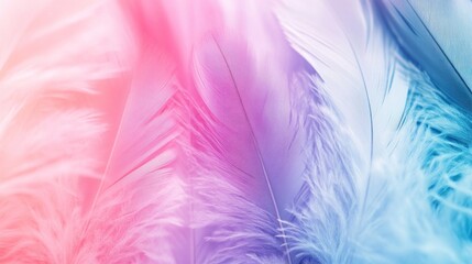 Obraz premium Pastel Colored Feathers Soft Background Texture