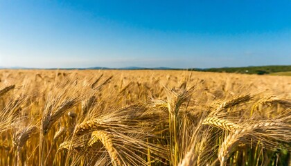 Golden Fields of Wheat Swaying Gently in the Breeze Under Clear Blue Sky