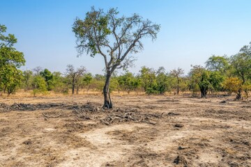 Fototapeta premium Lone Tree in Arid Landscape with Dry Soil and Sparse Vegetation Under Clear Sky, Illustrating The Effects of Drought or Environmental Change in Natural Habitat